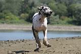 DOGUE ALLEMAND 129